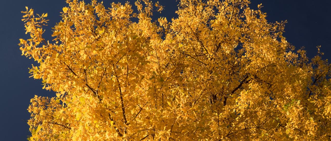Goldfarbener Blätterwald vor tiefblauem Himmel im Herbst, Wetter im Oktober Farbenpracht im Herbst Ex-Bild-DB-ID: 22342