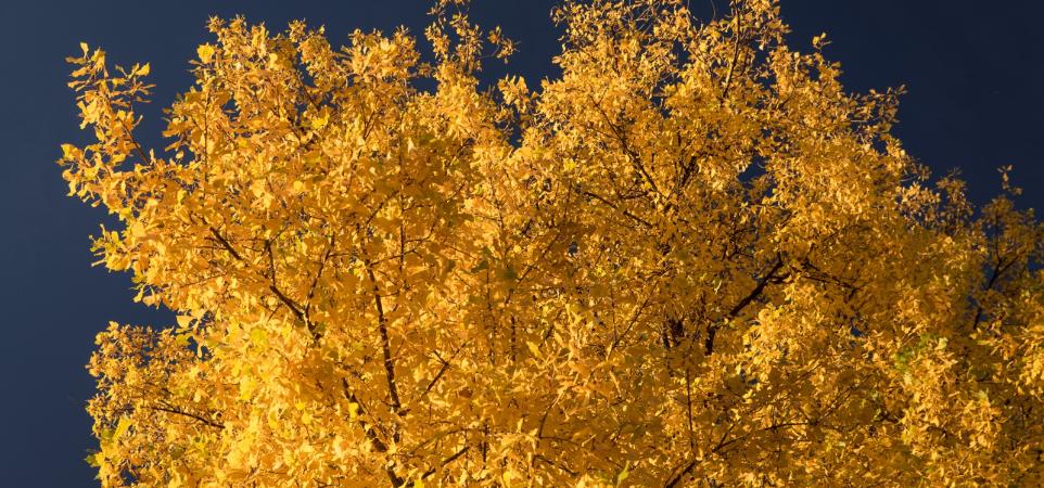 Goldfarbener Blätterwald vor tiefblauem Himmel im Herbst, Wetter im Oktober Farbenpracht im Herbst Ex-Bild-DB-ID: 22342