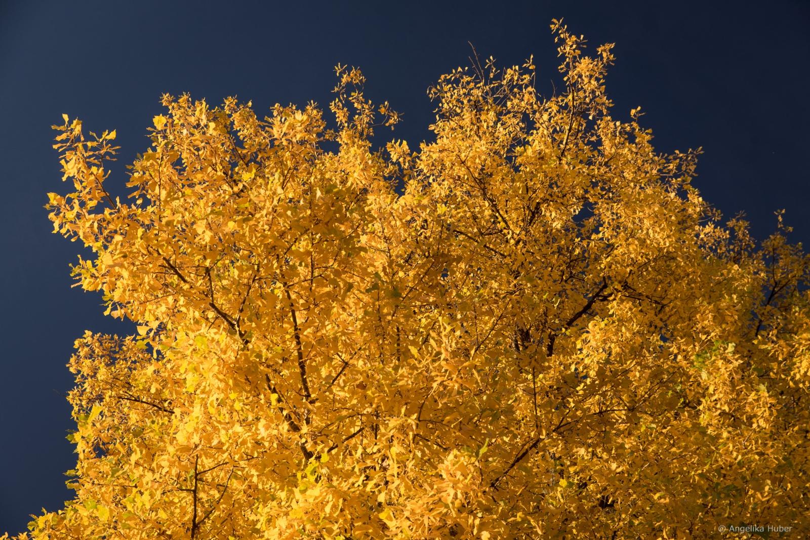 Goldfarbener Blätterwald vor tiefblauem Himmel im Herbst, Wetter im Oktober Farbenpracht im Herbst Ex-Bild-DB-ID: 22342