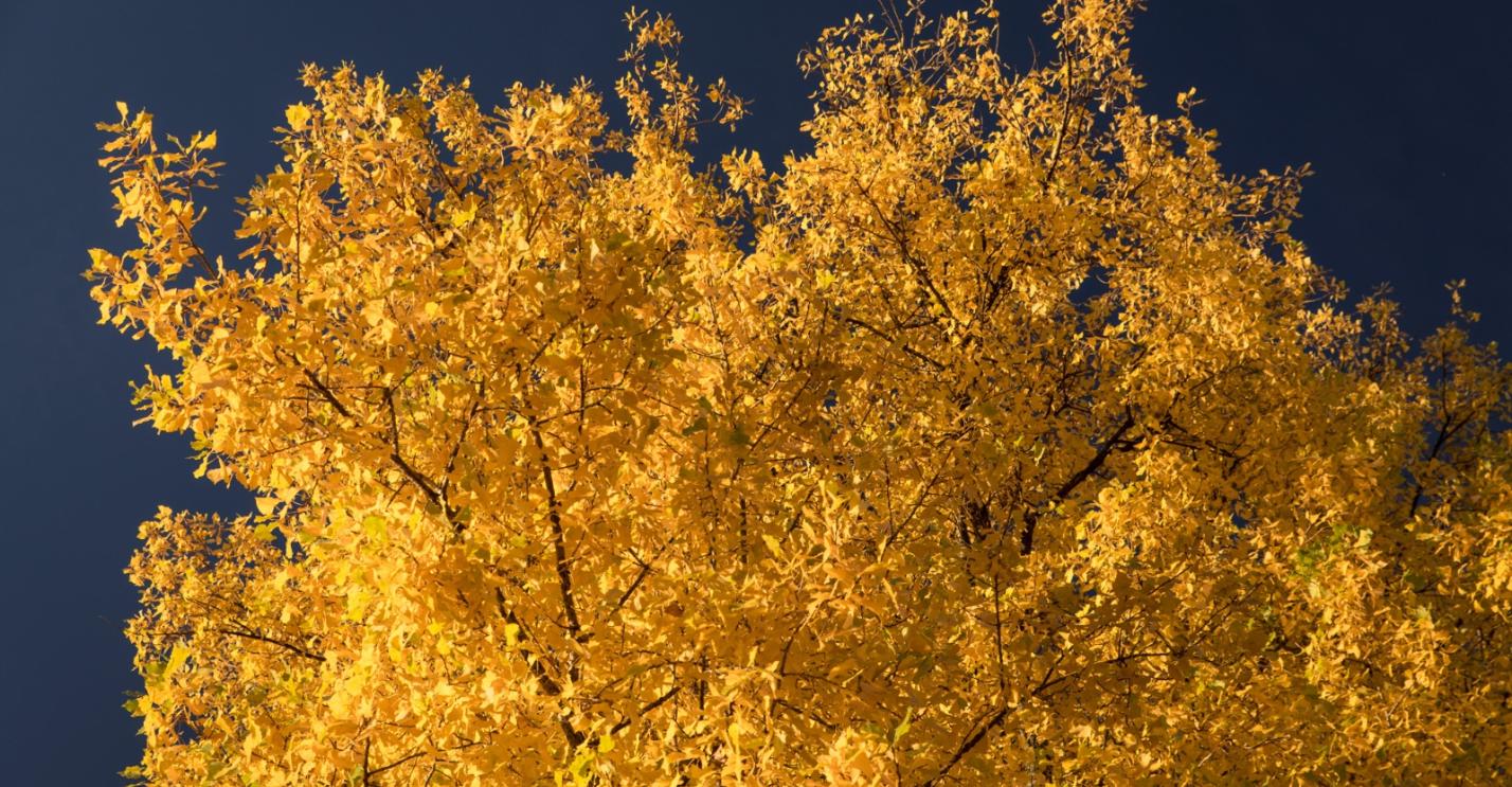 Goldfarbener Blätterwald vor tiefblauem Himmel im Herbst, Wetter im Oktober Farbenpracht im Herbst Ex-Bild-DB-ID: 22342