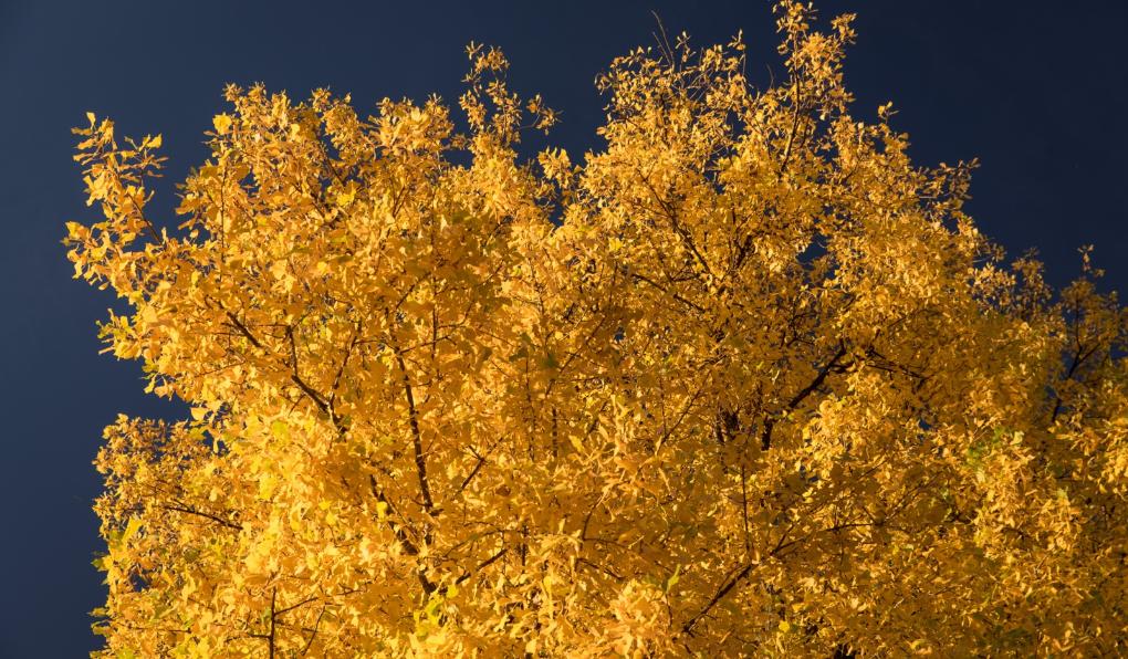 Goldfarbener Blätterwald vor tiefblauem Himmel im Herbst, Wetter im Oktober Farbenpracht im Herbst Ex-Bild-DB-ID: 22342