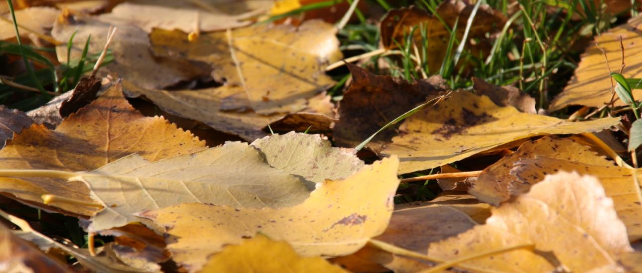 verfärbte Blätter Laub auf der Wiese  Goldener Herbst  Für Meteorologen beginnt der Herbst am 1. September.  Der kalendarische und astronomische Herbstanfang richtet sich nach der Sonne: Herbst ist, wenn die Sonne genau senkrecht über dem Äquator steht und zwischen Sonnenauf- und -untergang genau zwölf Stunden liegen.  Am 22. oder 23. September ist es immer so weit.  Astronomen sprechen von der Tag-und-Nacht-Gleiche, wir spätestens jetzt vom Herbst. Oder von der zum Pflücken geeigneten Zeit, der Ernte. Das hat das mittelhochdeutsche Wort herbest ursprünglich bedeutet. Ex-Bild-DB-ID: 3078