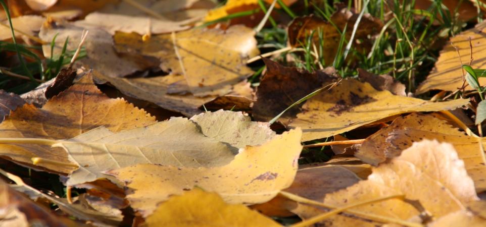 verfärbte Blätter Laub auf der Wiese  Goldener Herbst  Für Meteorologen beginnt der Herbst am 1. September.  Der kalendarische und astronomische Herbstanfang richtet sich nach der Sonne: Herbst ist, wenn die Sonne genau senkrecht über dem Äquator steht und zwischen Sonnenauf- und -untergang genau zwölf Stunden liegen.  Am 22. oder 23. September ist es immer so weit.  Astronomen sprechen von der Tag-und-Nacht-Gleiche, wir spätestens jetzt vom Herbst. Oder von der zum Pflücken geeigneten Zeit, der Ernte. Das hat das mittelhochdeutsche Wort herbest ursprünglich bedeutet. Ex-Bild-DB-ID: 3078