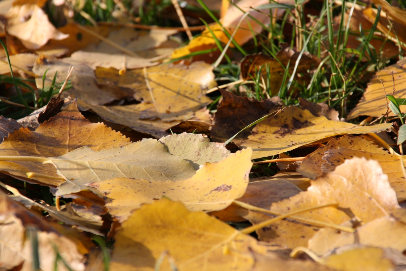 verfärbte Blätter Laub auf der Wiese  Goldener Herbst  Für Meteorologen beginnt der Herbst am 1. September.  Der kalendarische und astronomische Herbstanfang richtet sich nach der Sonne: Herbst ist, wenn die Sonne genau senkrecht über dem Äquator steht und zwischen Sonnenauf- und -untergang genau zwölf Stunden liegen.  Am 22. oder 23. September ist es immer so weit.  Astronomen sprechen von der Tag-und-Nacht-Gleiche, wir spätestens jetzt vom Herbst. Oder von der zum Pflücken geeigneten Zeit, der Ernte. Das hat das mittelhochdeutsche Wort herbest ursprünglich bedeutet. Ex-Bild-DB-ID: 3078