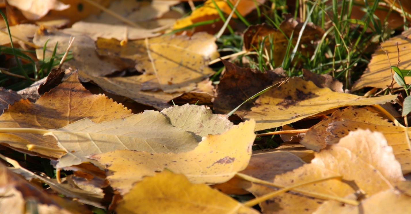 verfärbte Blätter Laub auf der Wiese  Goldener Herbst  Für Meteorologen beginnt der Herbst am 1. September.  Der kalendarische und astronomische Herbstanfang richtet sich nach der Sonne: Herbst ist, wenn die Sonne genau senkrecht über dem Äquator steht und zwischen Sonnenauf- und -untergang genau zwölf Stunden liegen.  Am 22. oder 23. September ist es immer so weit.  Astronomen sprechen von der Tag-und-Nacht-Gleiche, wir spätestens jetzt vom Herbst. Oder von der zum Pflücken geeigneten Zeit, der Ernte. Das hat das mittelhochdeutsche Wort herbest ursprünglich bedeutet. Ex-Bild-DB-ID: 3078