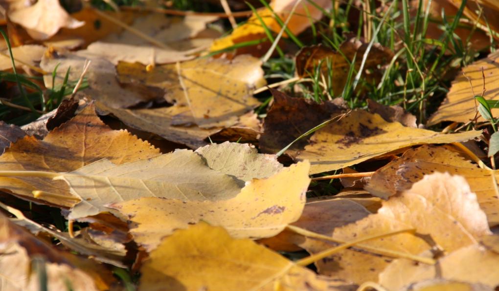 verfärbte Blätter Laub auf der Wiese  Goldener Herbst  Für Meteorologen beginnt der Herbst am 1. September.  Der kalendarische und astronomische Herbstanfang richtet sich nach der Sonne: Herbst ist, wenn die Sonne genau senkrecht über dem Äquator steht und zwischen Sonnenauf- und -untergang genau zwölf Stunden liegen.  Am 22. oder 23. September ist es immer so weit.  Astronomen sprechen von der Tag-und-Nacht-Gleiche, wir spätestens jetzt vom Herbst. Oder von der zum Pflücken geeigneten Zeit, der Ernte. Das hat das mittelhochdeutsche Wort herbest ursprünglich bedeutet. Ex-Bild-DB-ID: 3078
