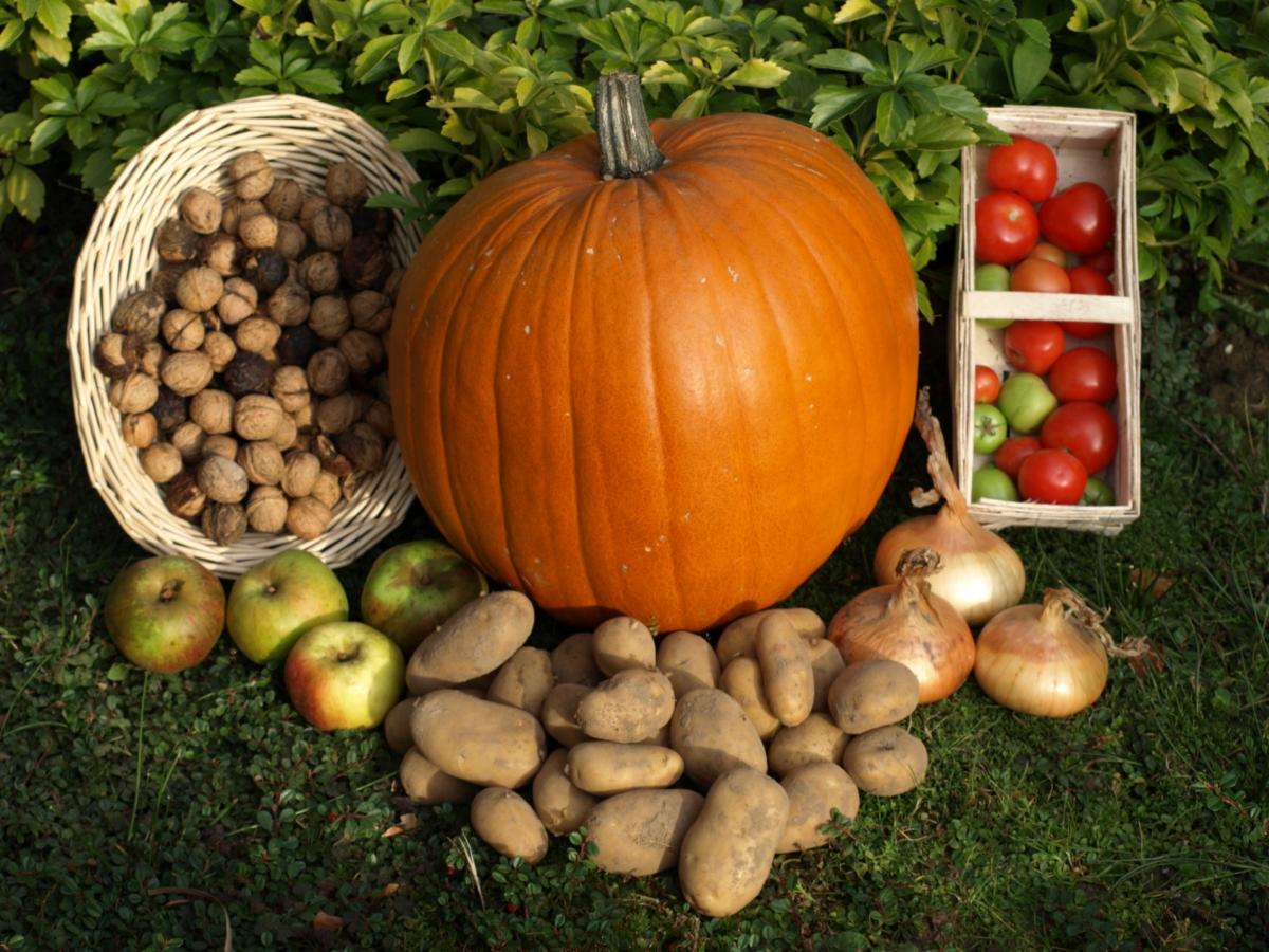 Erntedank Mit dem Erntedankfest erinnern Christen an den engen Zusammenhang von Mensch und Natur. Gott für die Ernte zu danken, gehörte zu allen Zeiten zu den religiösen Grundbedürfnissen. Traditionell werden in den Kirchengemeinden die Altäre zum Abschluss der Ernte mit Feldfrüchten festlich geschmückt.  Kartoffeln, Kürbis Ex-Bild-DB-ID: 2278