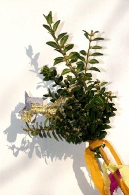 Palmstaebe