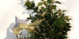 Palmstaebe