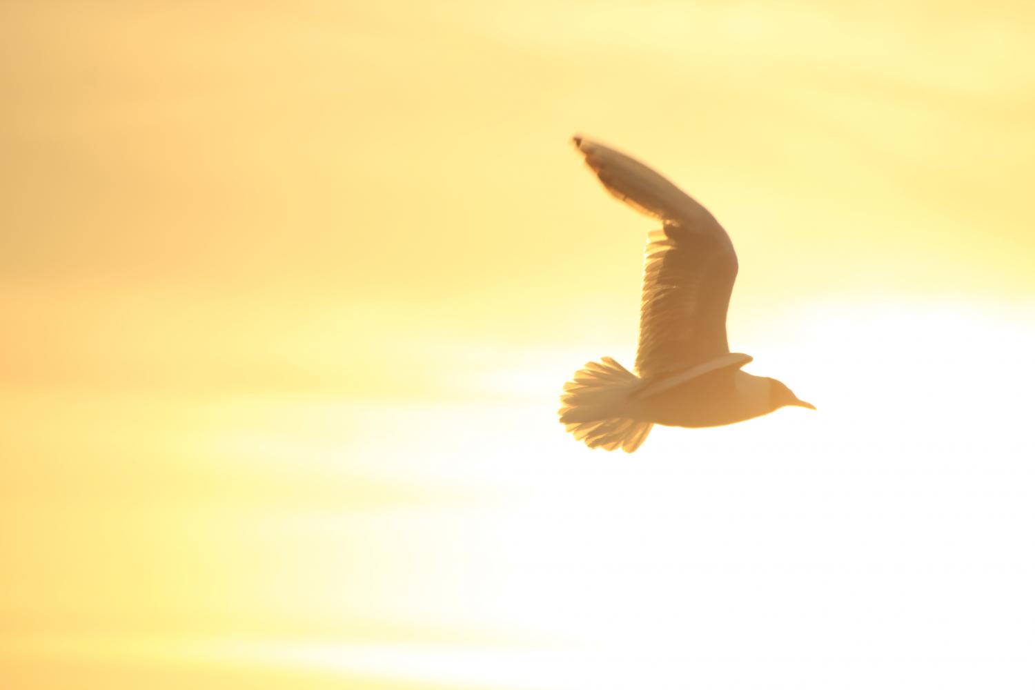 bird-1853209_by_karein93_cc0-gemeinfrei_pixabay_pfarrbriefservice