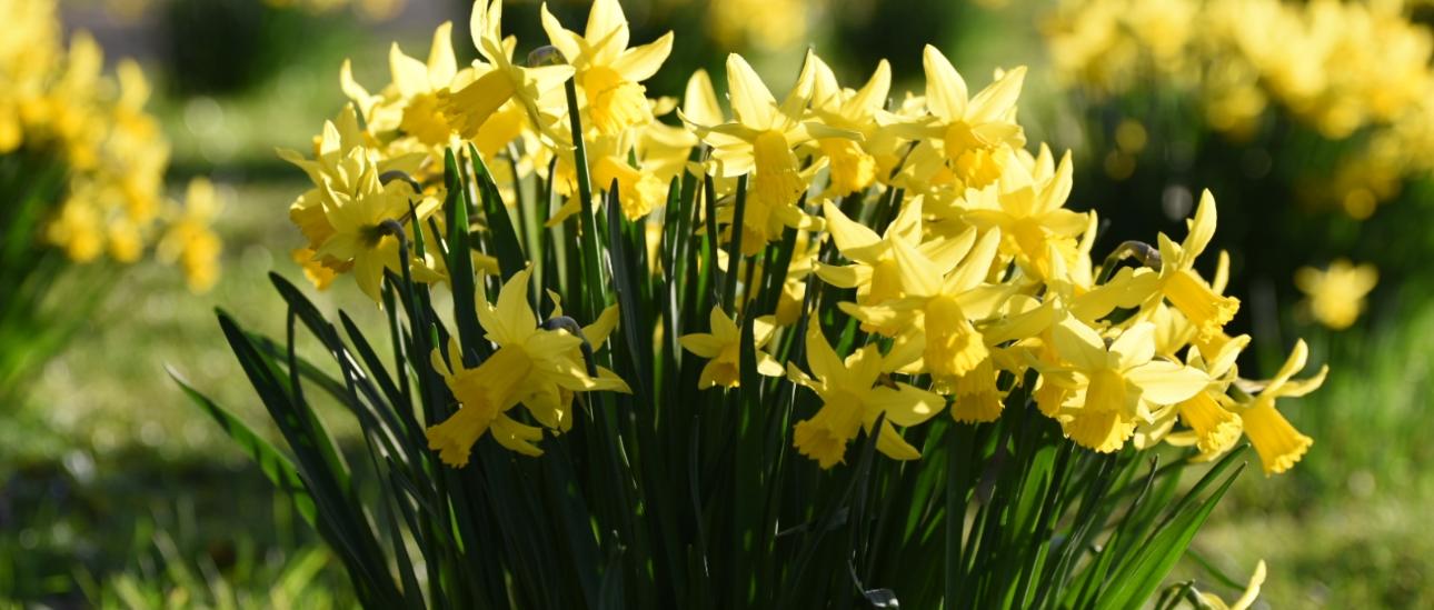 HE Boden Blumen in Krise