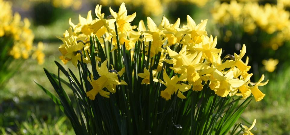 HE Boden Blumen in Krise