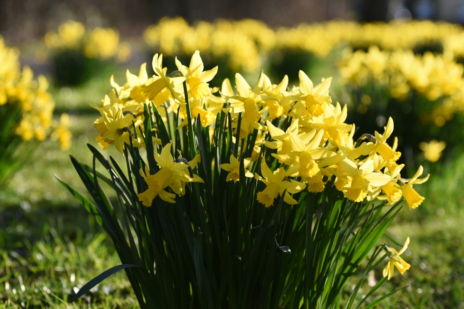 HE Boden Blumen in Krise