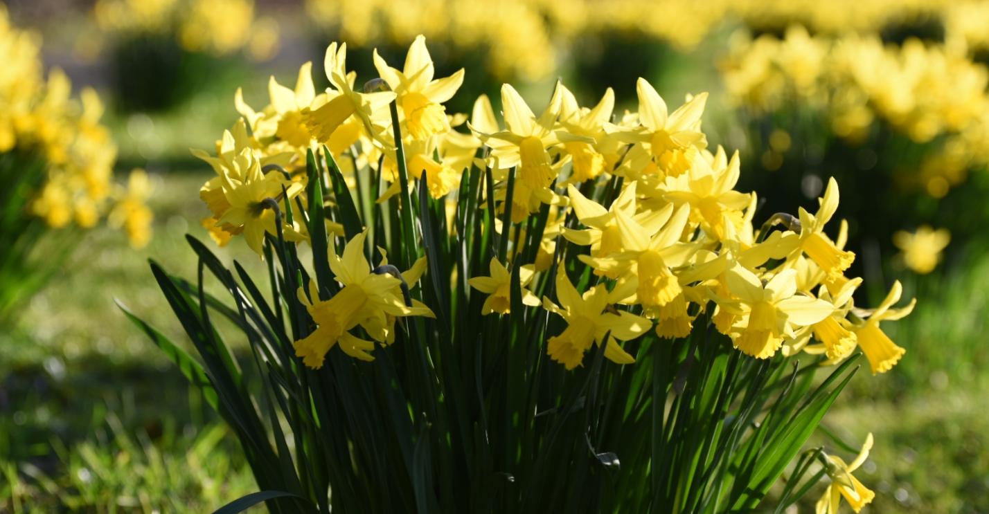 HE Boden Blumen in Krise