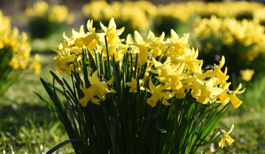 HE Boden Blumen in Krise
